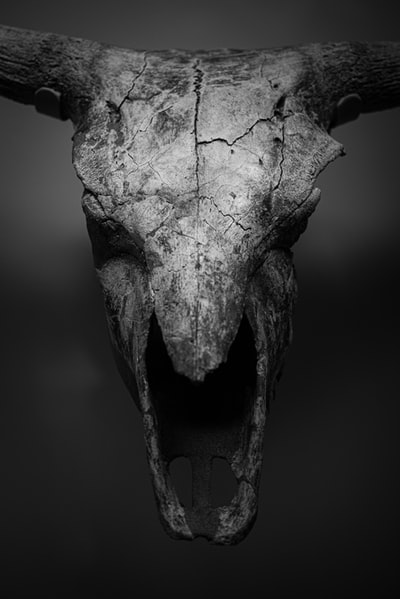灰度动物头骨的照片
